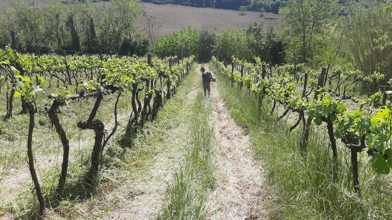 Bio Agriturismo Valle Dei Calanchi Castiglione In Teverina Exterior foto